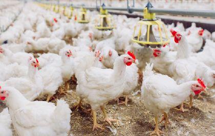 Chile e Arábia Saudita retiram restrição à carne de frango do Brasil