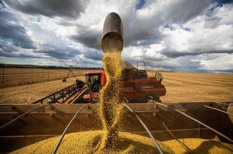Estado brasileiro registra melhor produtividade de soja da história; saiba qual