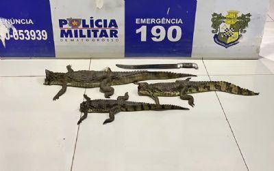 Homem é preso em flagrante em rodovia de Confresa (MT) transportando jacarés abatidos