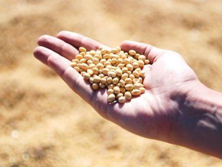 Soja brasileira rouba espaço dos EUA; preços sobem e mercado ganha ritmo