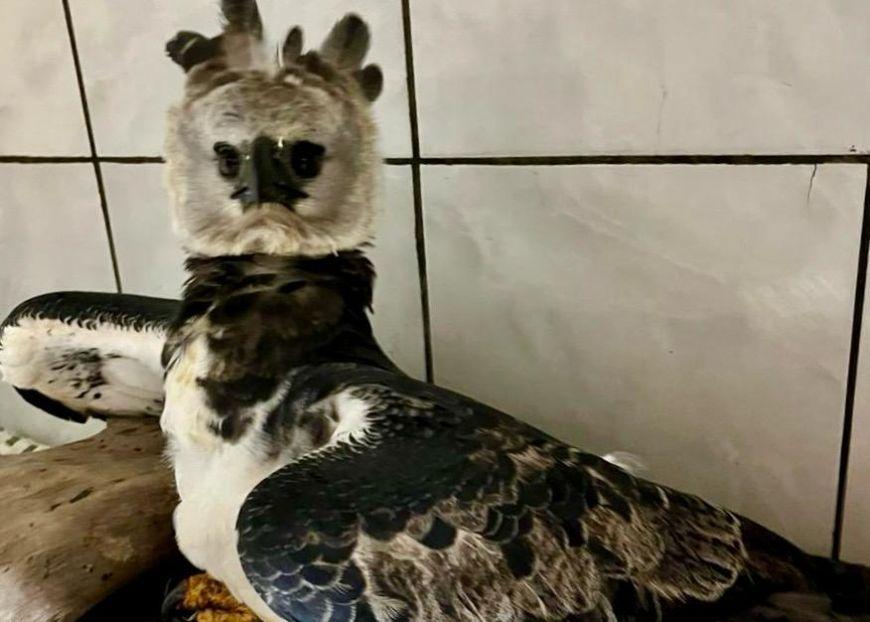VÍDEO: harpia é solta no Pará após passar por tratamento e reabilitação em Mato Grosso