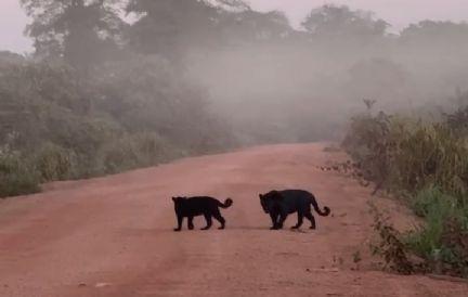 VÍDEO: trabalhador tem encontro inédito com onças-pretas em estrada da zona rural de Confresa (MT)