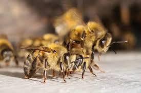 Ataque de enxame de abelhas deixa 12 feridos às margens de córrego em MT