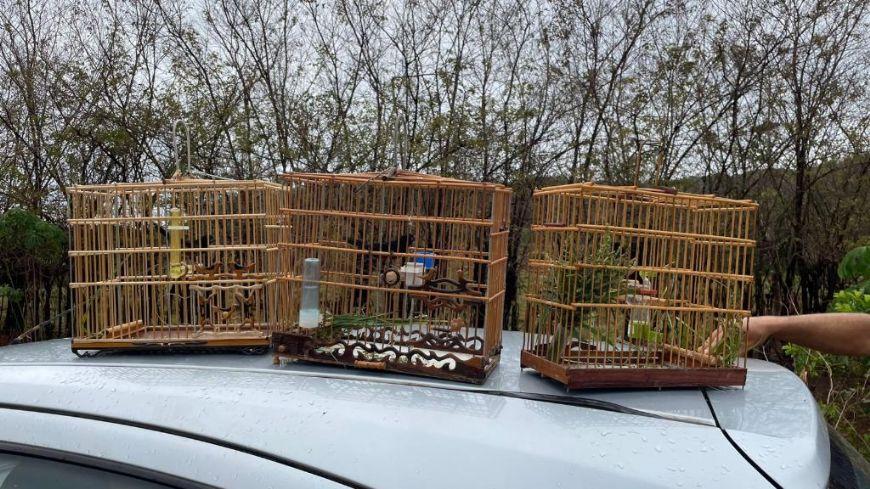 Dois homens são presos por capturarem pássaros ameaçados de extinção em Confresa (MT)