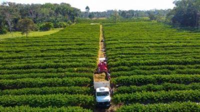 Governo de Mato Grosso isenta taxa de inscrição estadual para produtores rurais