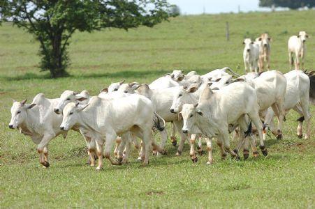 O produtor de Querência, no leste de Mato Grosso, está aguardando volumes maiores de chuvas para avançar no plantio da safra 2025/26 de soja. De acord