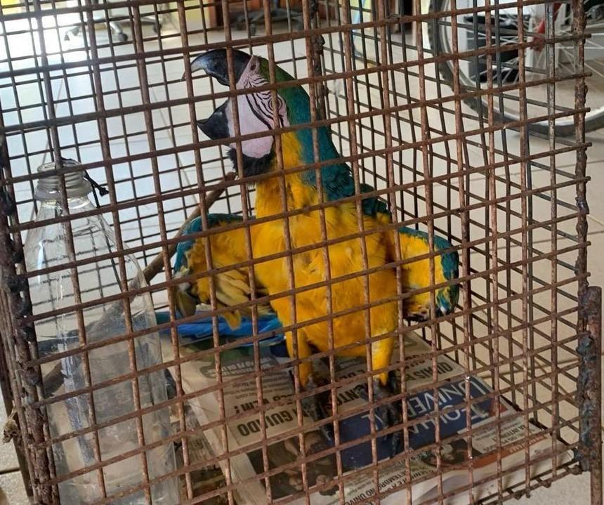 Arara-canindé que era mantida em cativeiro é resgatada pelo Corpo de Bombeiros
