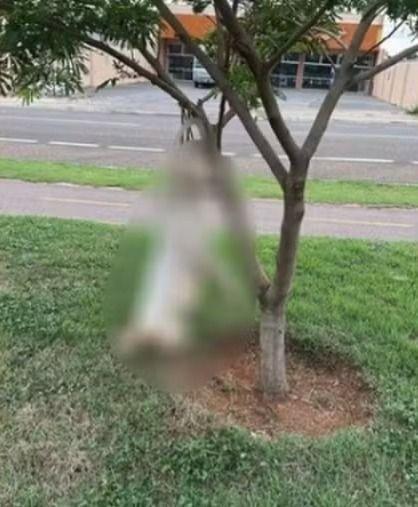 Pedreiro é preso suspeito de enforcar cachorro em árvore no interior de MT