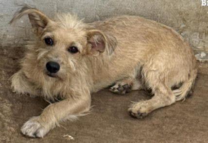 Cabeleireiro é preso por maus-tratos a animais em Vila Rica (MT)