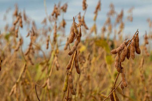 Mercado de soja inicia semana lento, com negociações pontuais e spread elevado