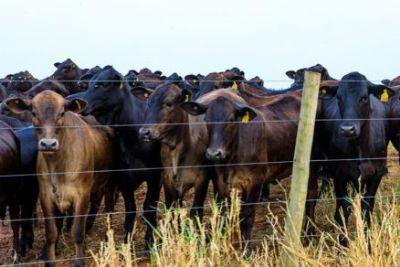 MT avança nas metas do Plano ABC+ e amplia práticas sustentáveis no campo