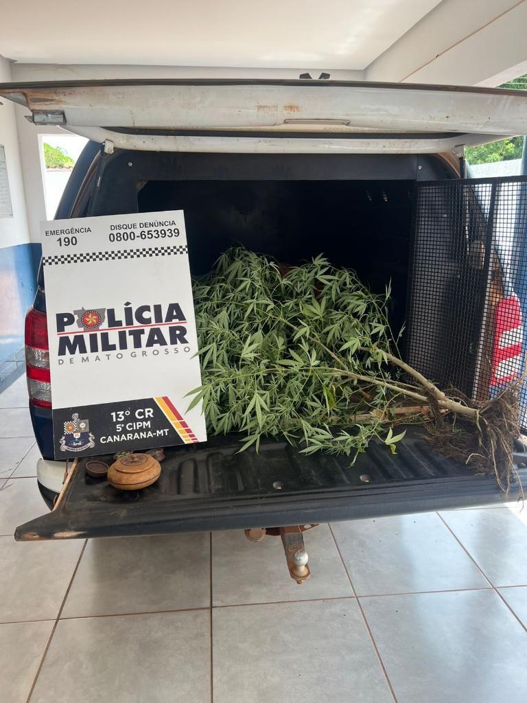 Mulher que cultivava maconha em casa e publicava nas redes sociais é presa em Canarana (MT)