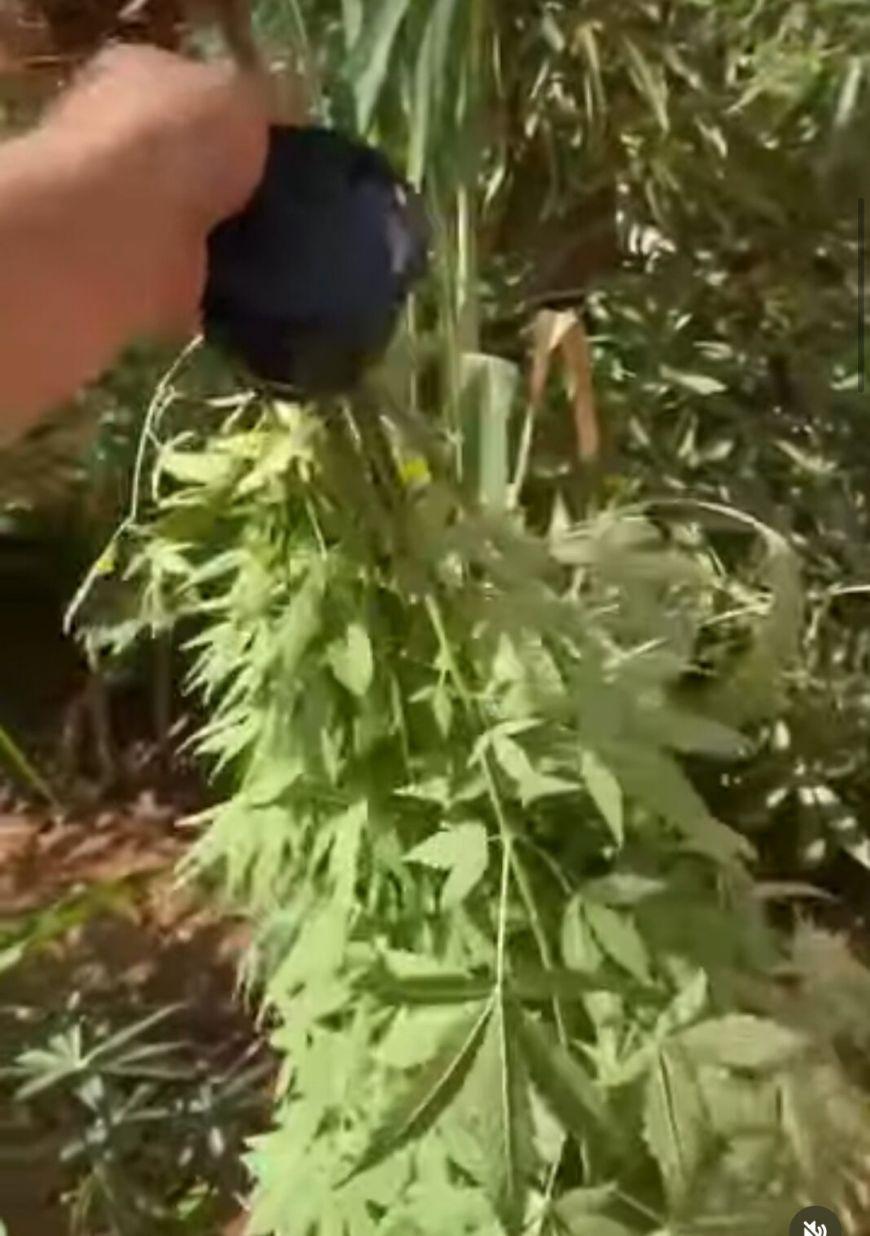 Plantação de maconha é encontrada em quintal de residência em Canarana (MT)