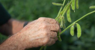 Plantio de soja em MT avança, mas enfrenta replantios e dificuldades com o clima