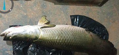 Trio é preso por pesca predatória em fazenda na zona rural de Luciara (MT)