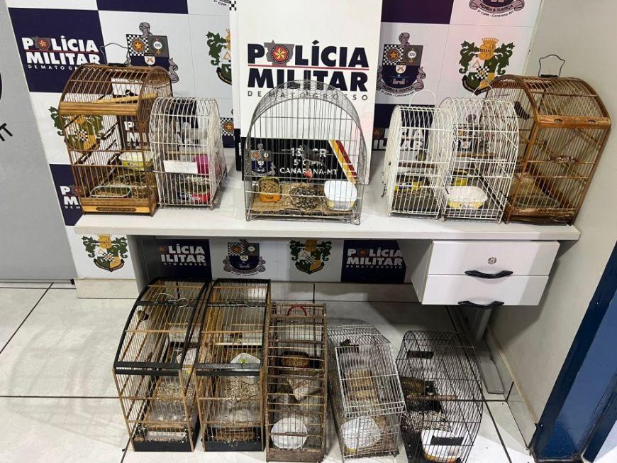 11 aves silvestres são apreendidas em residência em Canarana (MT)