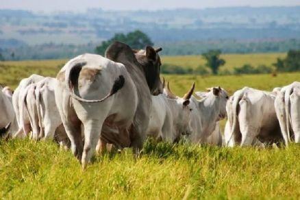 Preço da arroba do boi no Brasil depende de EUA e China; o que esperar em dezembro?
