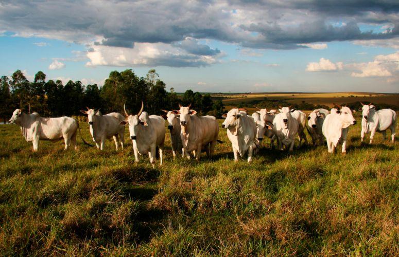 Fazendeiro de Bom Jesus do Araguaia (MT) confessa que invadiu e desmatou assentamento da União para criar gado