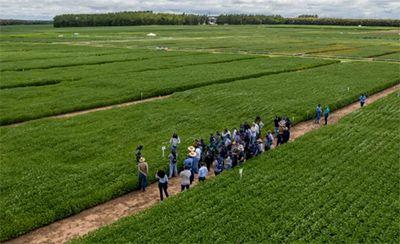 Início do ano terá visitas técnicas, resultados de pesquisas e auxílio a sojicultores em MT