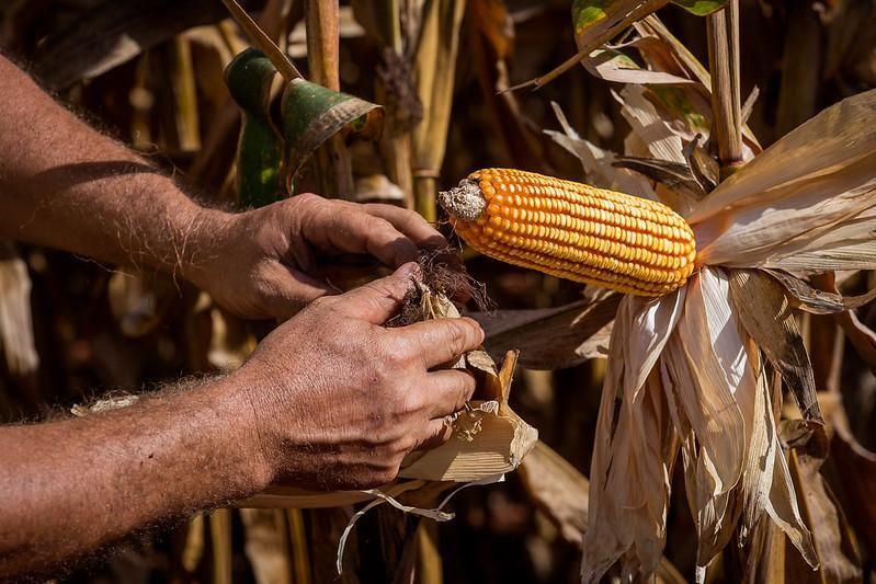 Egito sobe da 22ª para a 2ª posição entre os principais destinos das exportações de Mato Grosso em dois anos