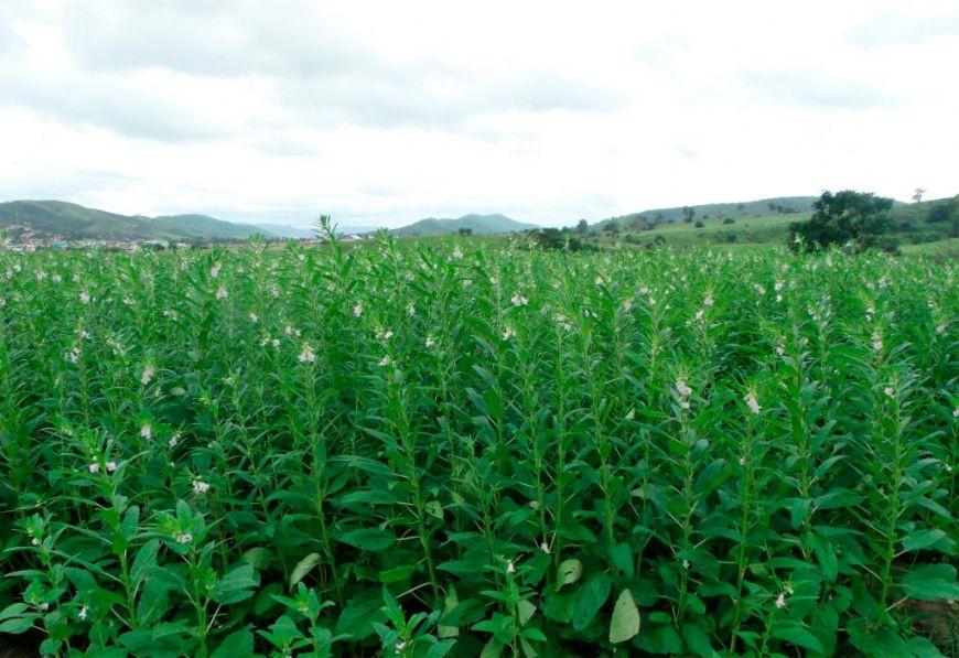 Gergelim ganha espaço e se consolida como segunda opção de safra no Araguaia (MT)