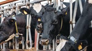 Exportação de gado vivo tem melhor mês da história e paga até 63% acima do mercado interno