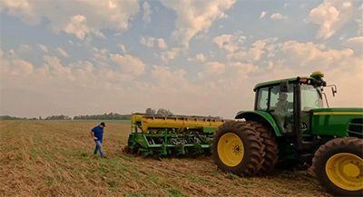 Plantio de milho avança no Brasil, enquanto soja mantém ritmo na colheita, aponta Datagro