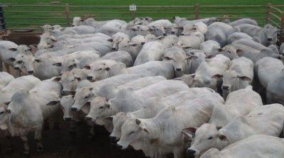 Boi gordo: preço da arroba cai com escalas de abate mais confortáveis