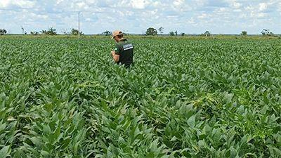 Braquiária eleva produtividade da soja em até 15% e melhora saúde do solo, aponta estudo da Embrapa