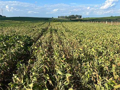Calor extremo reduz produtividade da soja e acende alerta para safra no Brasil, aponta FAO