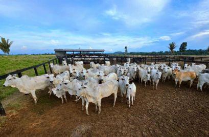 Campanha de atualização de estoque de rebanhos começa sexta-feira (1º) em MT