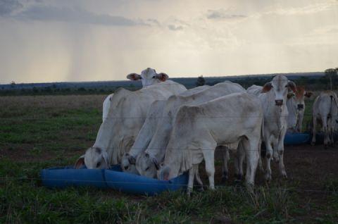 Demanda para a China fortaleceu preços da arroba do boi em março; o que esperar de abril?