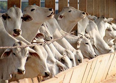 Exportações aceleradas para China e oferta restrita fazem preço do boi gordo disparar