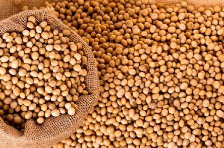 Mercado de soja inicia semana pressionado por Chicago e dólar mais fracos