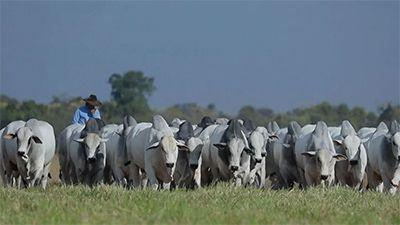 MT exporta 251,83 mil t de carne bovina no 1º trimestre e bate recorde, diz Imac