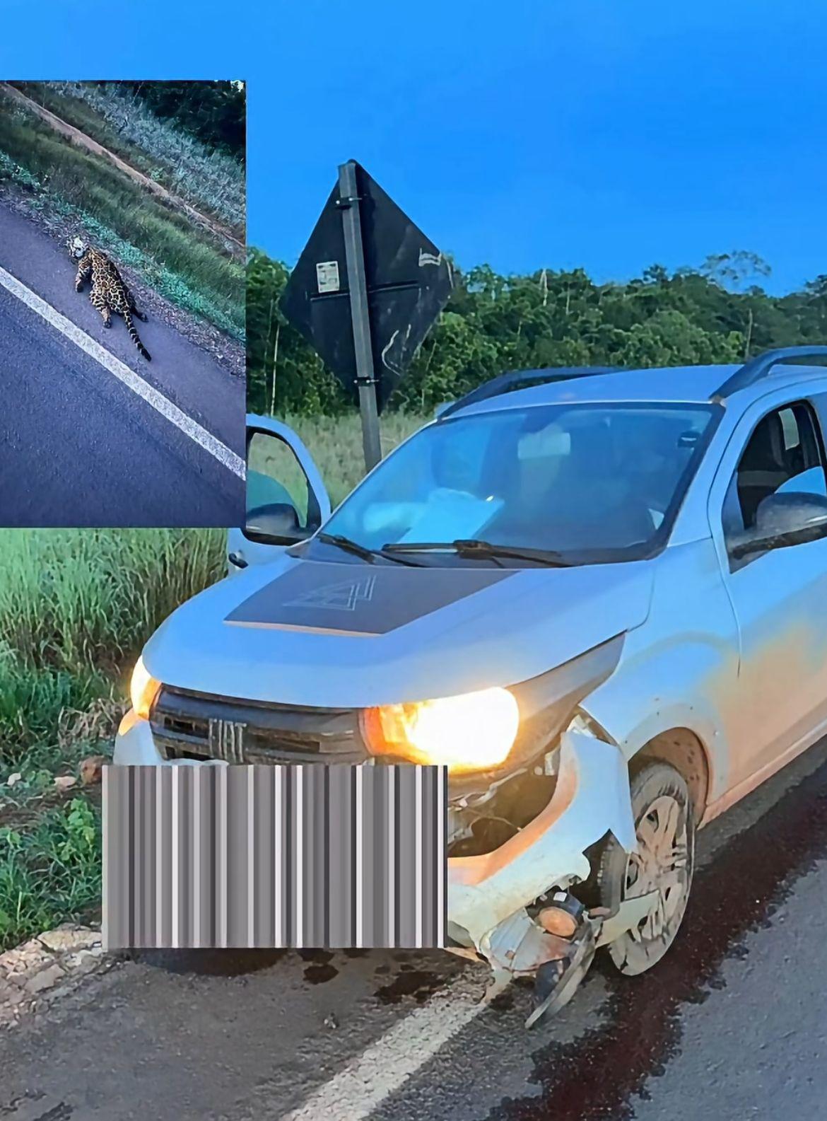 Onça morre após colisão com veículo na BR-242, em Querência