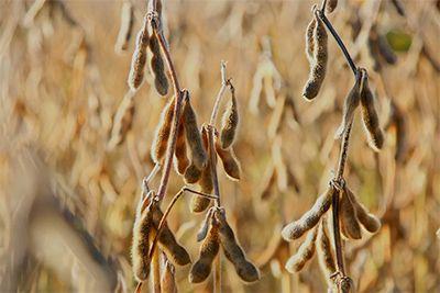 USDA traz novos números da soja brasileira; saiba o que mudou e o que mantém o mercado travado