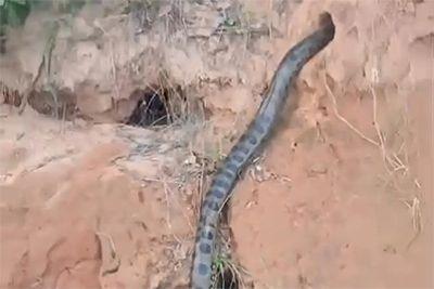 Vídeo assustador mostra sucuri gigante desaparecendo em buraco em São Félix do Araguaia (MT)
