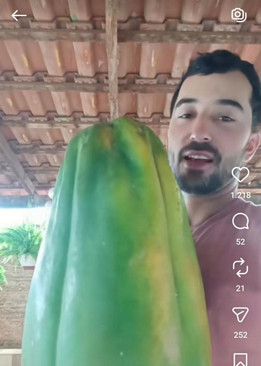 VÍDEO: parece IA, mas não é!”; morador de Confresa (MT) viraliza com mamão gigante colhido no quintal