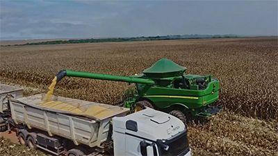 Colheita de milho em Mato Grosso inicia com desafios e incertezas