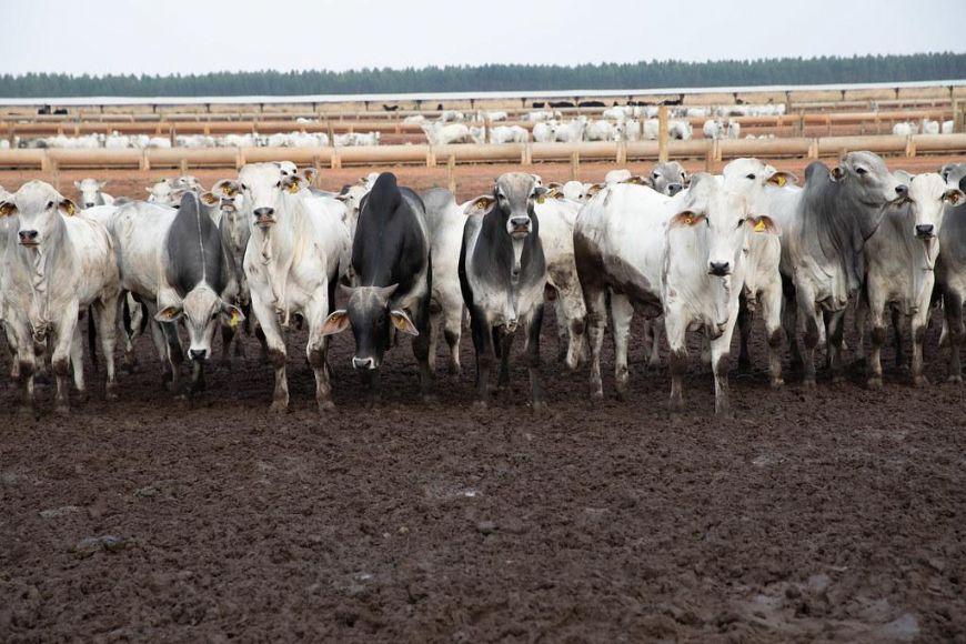 Com aval da China, carne de MT ganha mercado, mas dependência comercial continua em debate