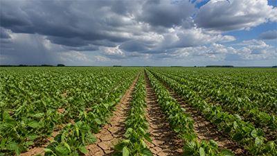 El Niño forte amplia risco para soja do Cerrado e safrinha 2026/27, diz Rural Clima