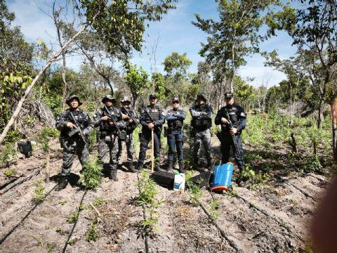 Plantação com cerca de 5 mil pés de maconha é descoberta pela PM em fazenda invadida em Luciara