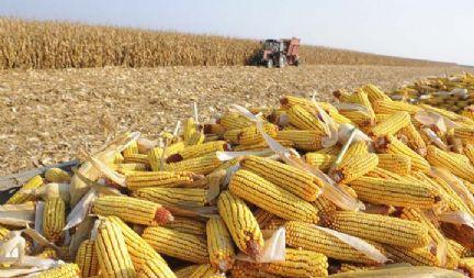 Preços do milho serão determinados por clima, etanol e outros 5 elementos