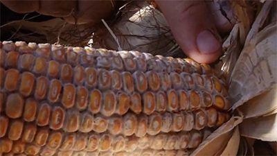 Produtores de milho em Mato Grosso enfrentam doença misteriosa