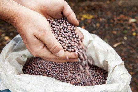 Soja reage e comercialização ganha ritmo no Brasil; confira o cenário da commodity