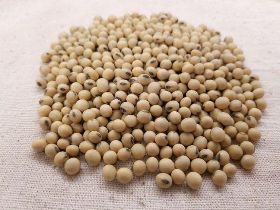 Supersafra de soja é confirmada por Conab e USDA; entenda os impactos nos preços
