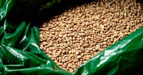 Exportações de café do Brasil caem 15,7% na safra 2025/26