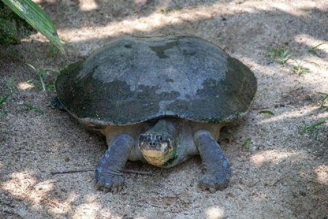Fazendeiro é alvo de operação contra caça ilegal de tartarugas em Ribeirão Cascalheira (MT)