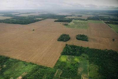 Fazendeiro é condenado após fiscalização encontrar soja em área embargada dentro de terra indígena em Alto Boa Vista (MT)